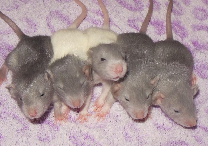 pet dumbo rats for sale